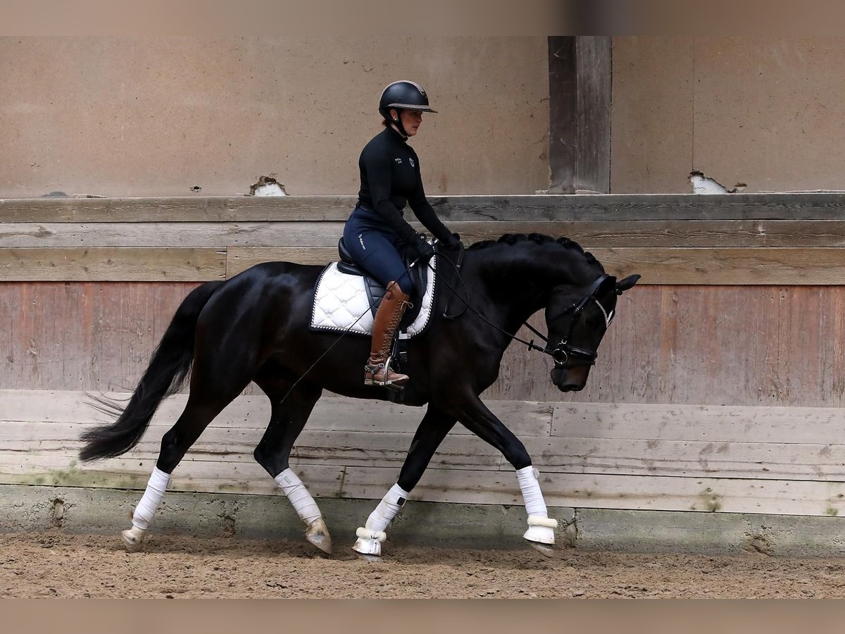 Trakehner Merrie 5 Jaar 167 cm Zwart in Altenstadt