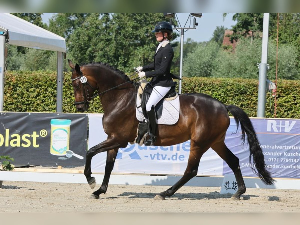 Trakehner Merrie 5 Jaar 170 cm Bruin in Liessel