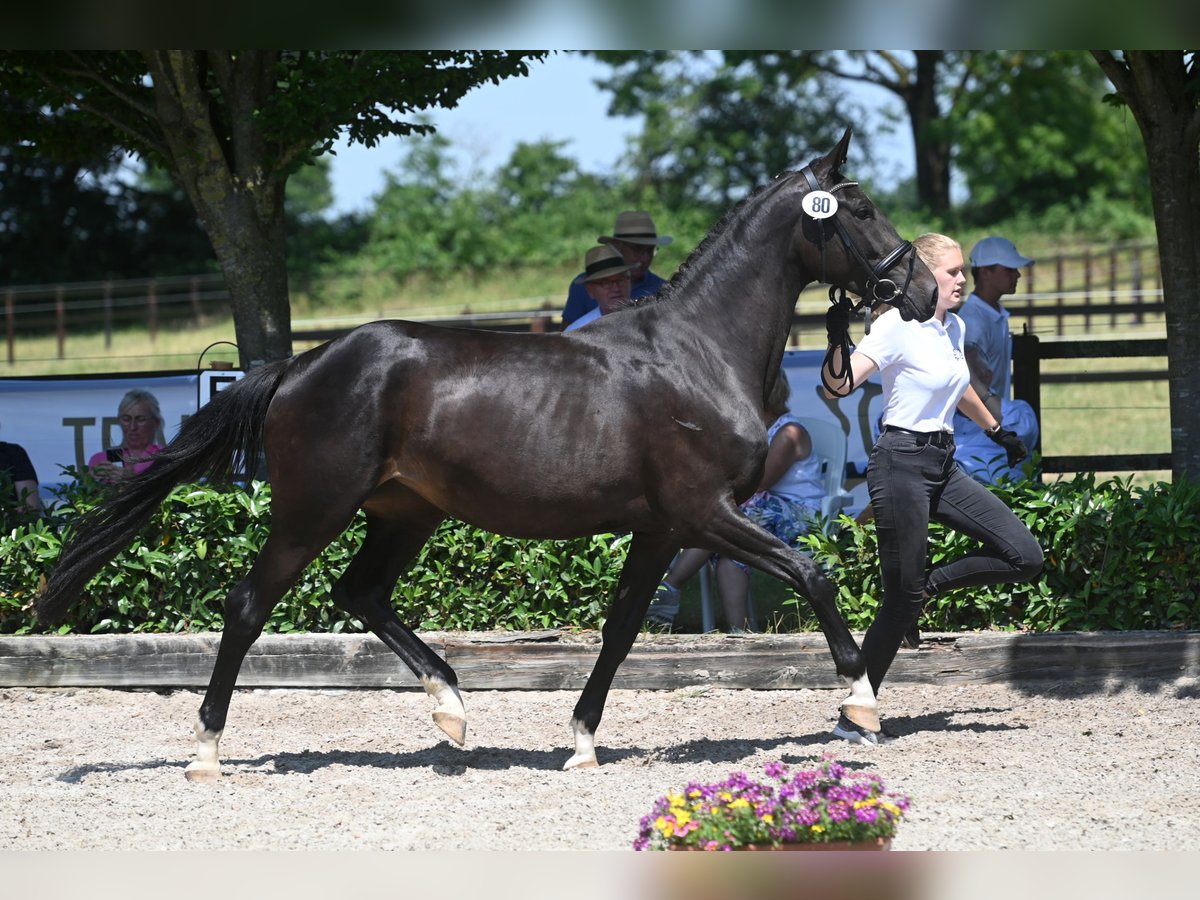 Trakehner Merrie 5 Jaar 170 cm Donkerbruin in Haltern am See