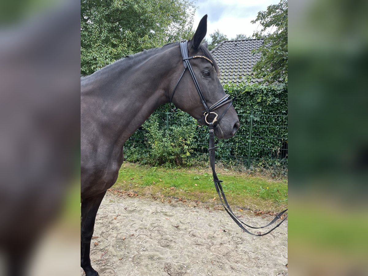 Trakehner Merrie 5 Jaar 175 cm Zwart in Elsdorf