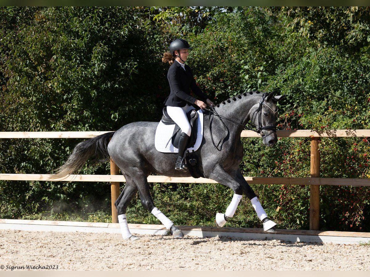 Trakehner Merrie 5 Jaar Schimmel in Mehring