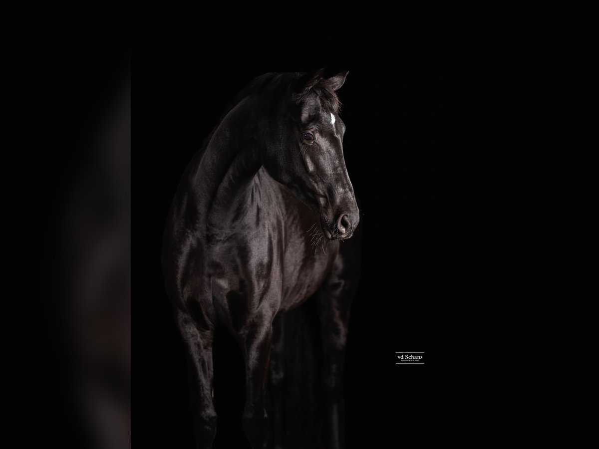 Trakehner Merrie 6 Jaar 170 cm Zwart in Meerlo