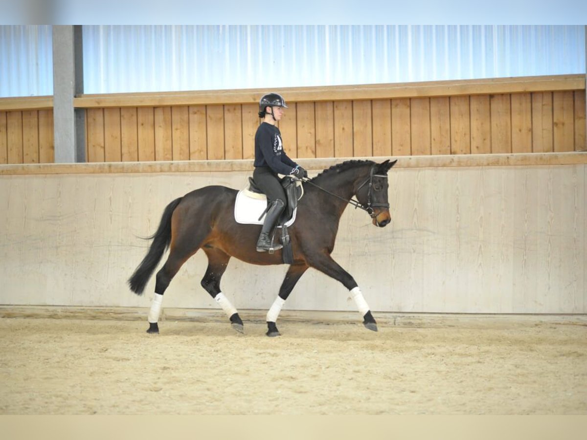 Trakehner Merrie 7 Jaar 164 cm Bruin in Wellheim