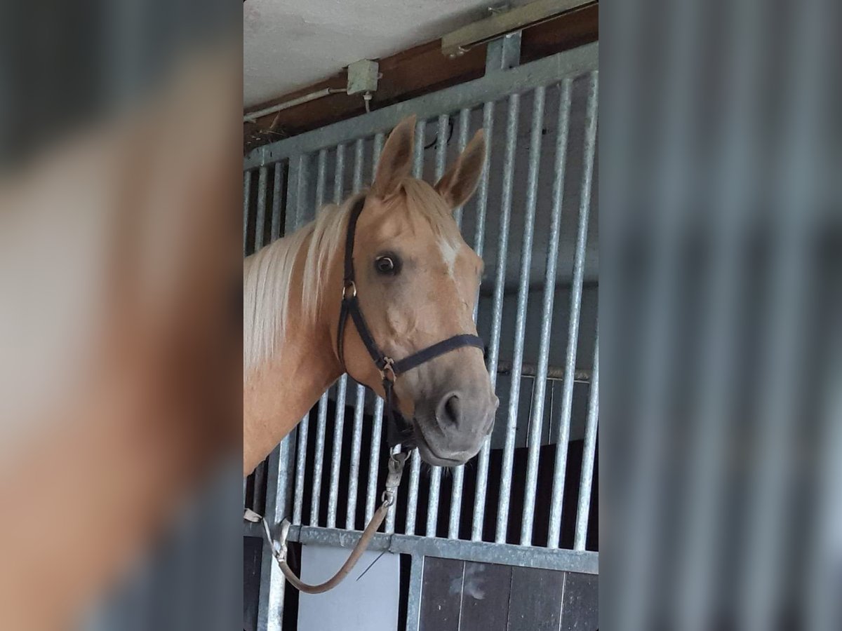 Trakehner Merrie 7 Jaar 165 cm Palomino in Rathenow