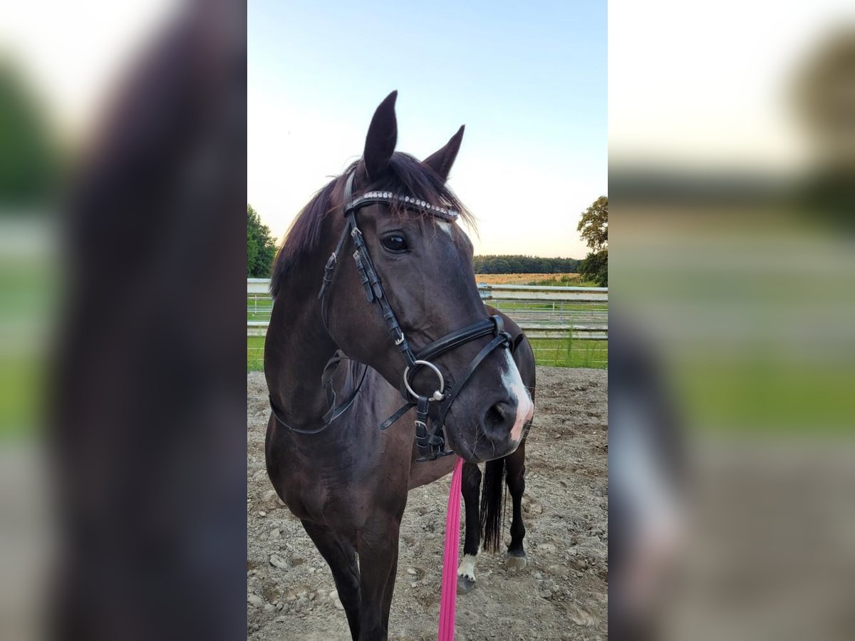 Trakehner Mix Merrie 7 Jaar 165 cm Zwart in Scharbeutz