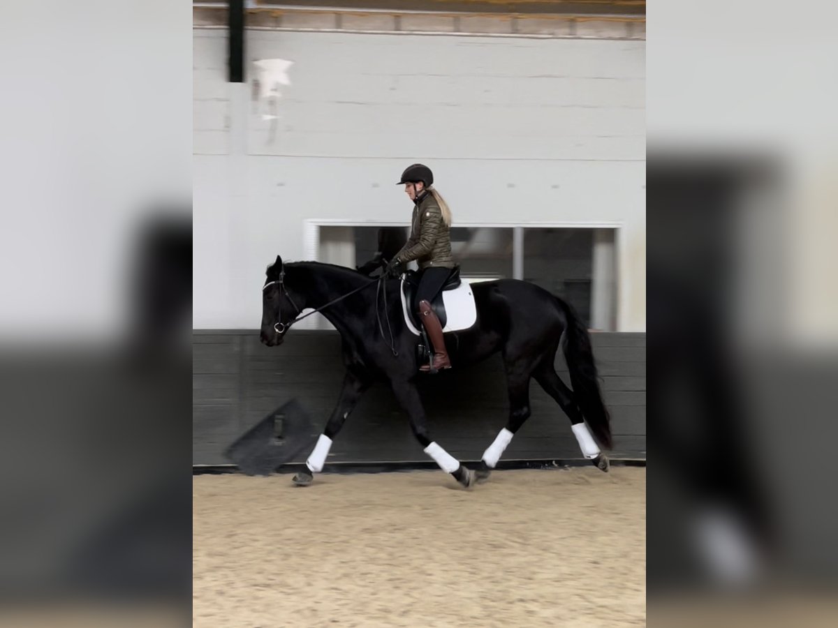 Trakehner Merrie 7 Jaar 170 cm Zwart in Meerlo