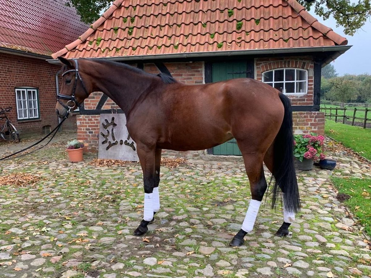 Trakehner Merrie 7 Jaar Bruin in Wies