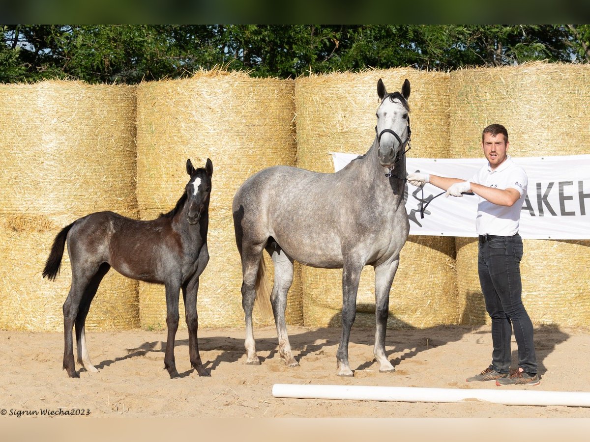 Trakehner Merrie 8 Jaar 161 cm Schimmel in Aytos