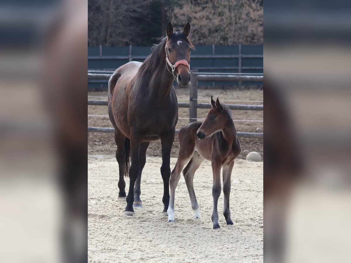 Trakehner Merrie 8 Jaar 167 cm Bruin in Wies