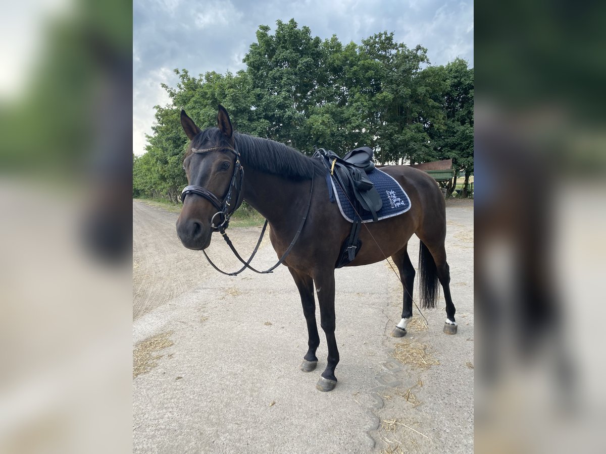 Trakehner Merrie 8 Jaar 168 cm Donkerbruin in Strausberg