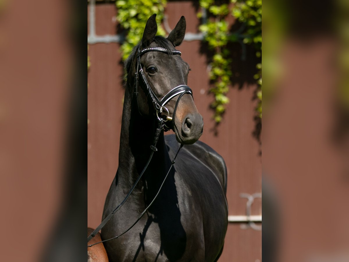 Trakehner Merrie 8 Jaar 168 cm Zwartbruin in Mölme