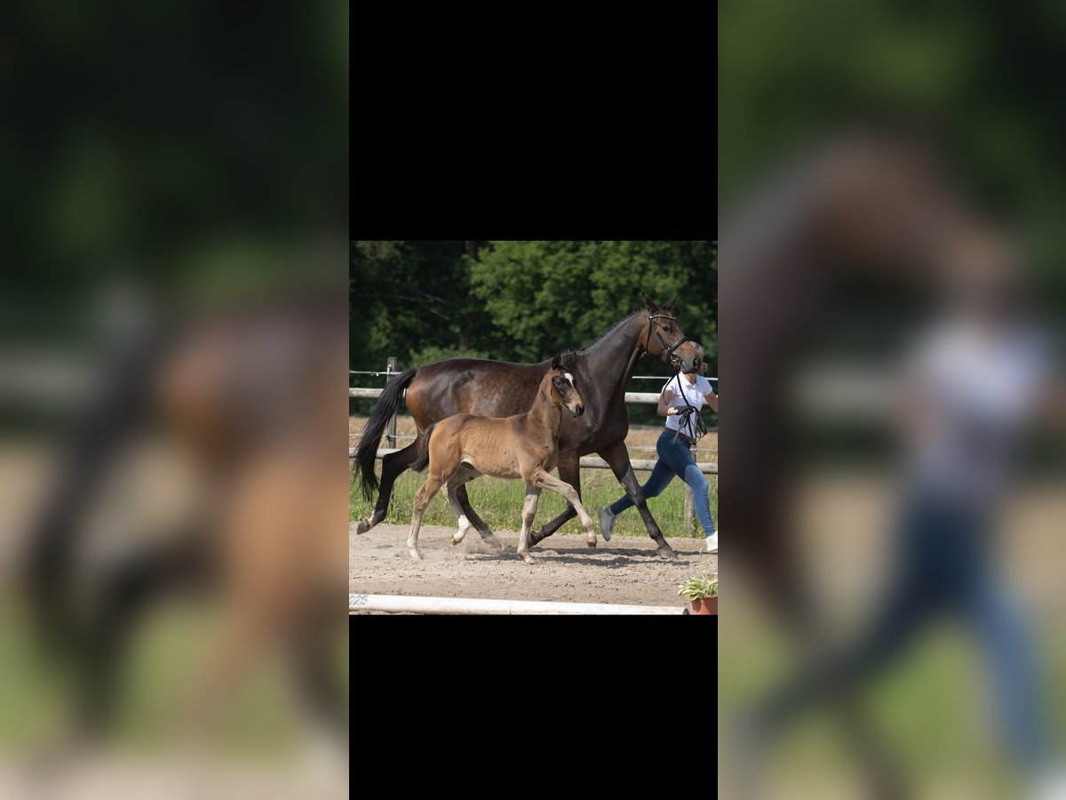 Trakehner Merrie Veulen (03/2025) 167 cm Zwartbruin in Kleve