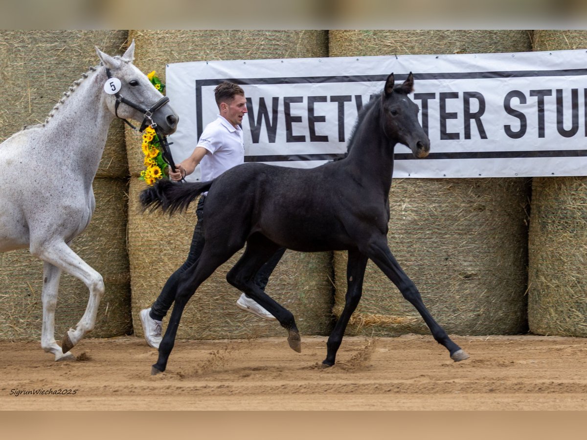 Trakehner Merrie Veulen (05/2025) 169 cm Zwart in Aytos