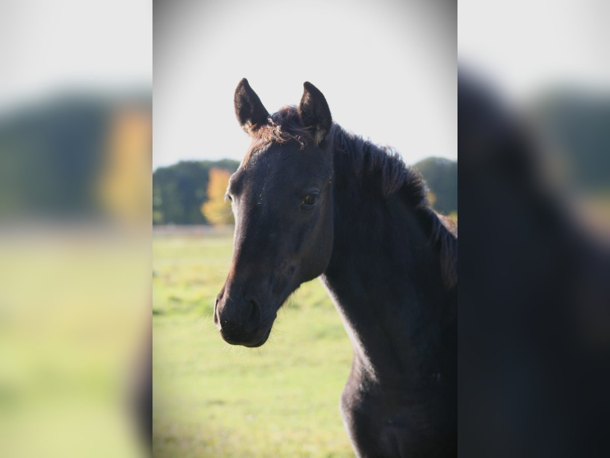 Trakehner Merrie Veulen (05/2025) 169 cm Zwart in Sperenberg