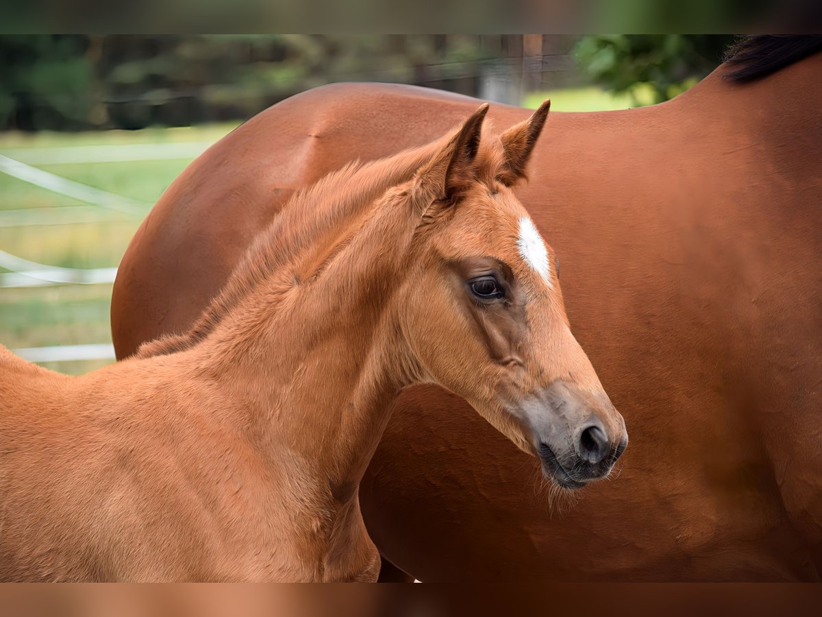 Trakehner Merrie  170 cm Vos in Schenkend&#xF6;bern
