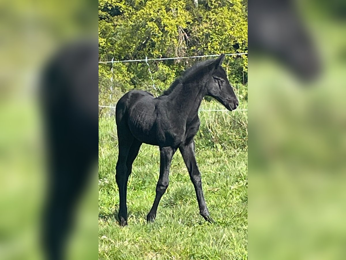 Trakehner Merrie veulen (04/2024) 170 cm Zwartschimmel in Kurtscheid