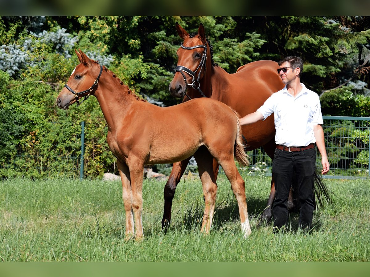 Trakehner Merrie Veulen (04/2025) 172 cm Vos in Schenkend&#xF6;bern