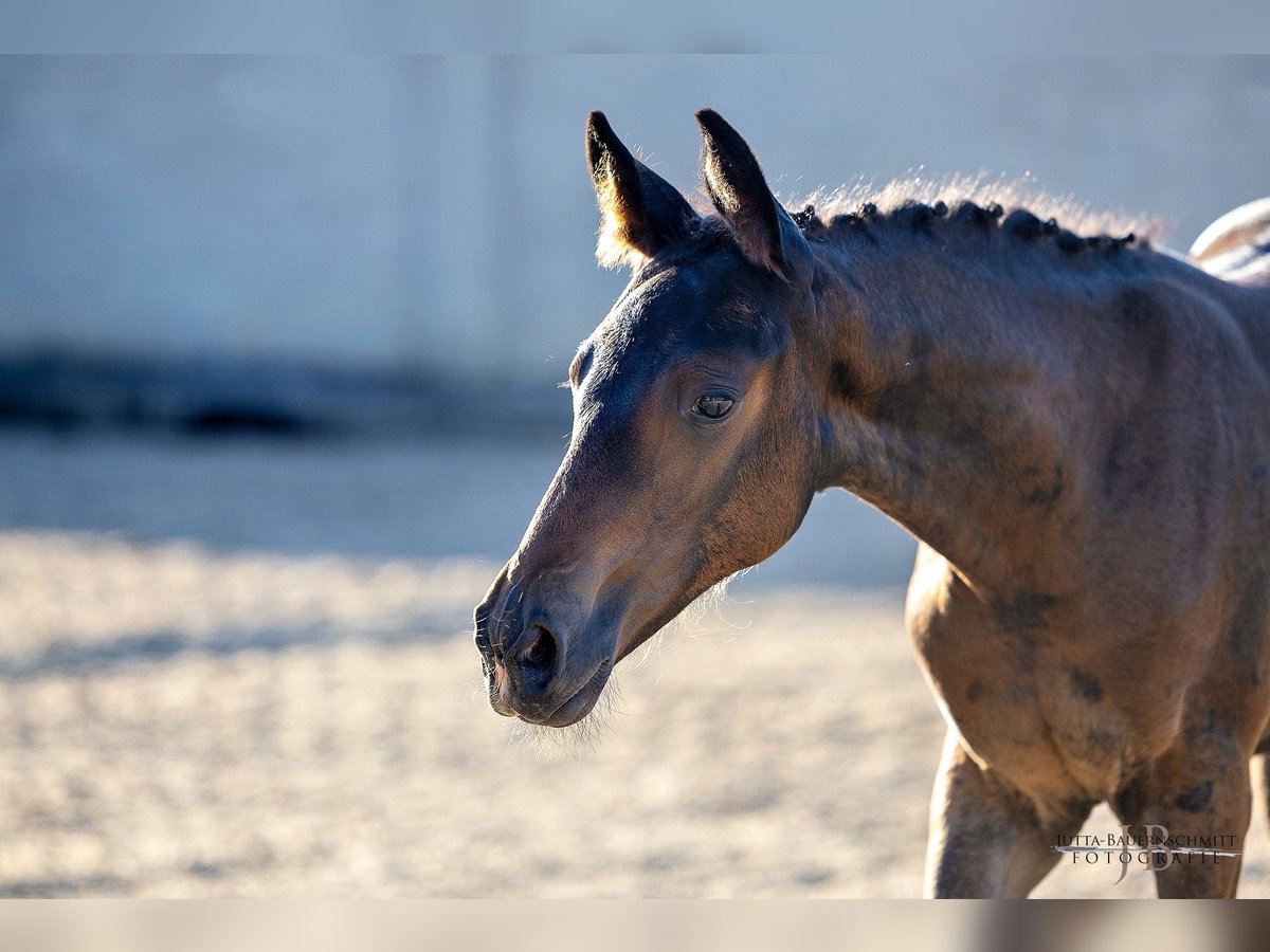 Trakehner Merrie veulen (05/2024) Donkerbruin in Allmannshofen