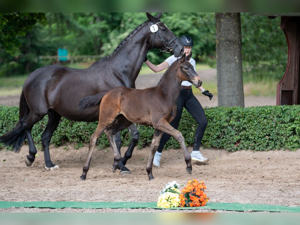 Trakehner Merrie Veulen (01/2025) Donkerbruin in Hameln