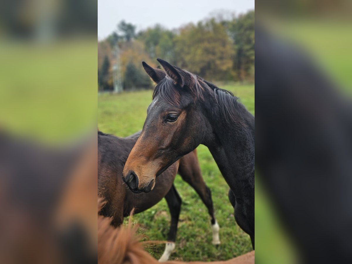 Trakehner Merrie veulen (03/2024) Donkerbruin in Uslar