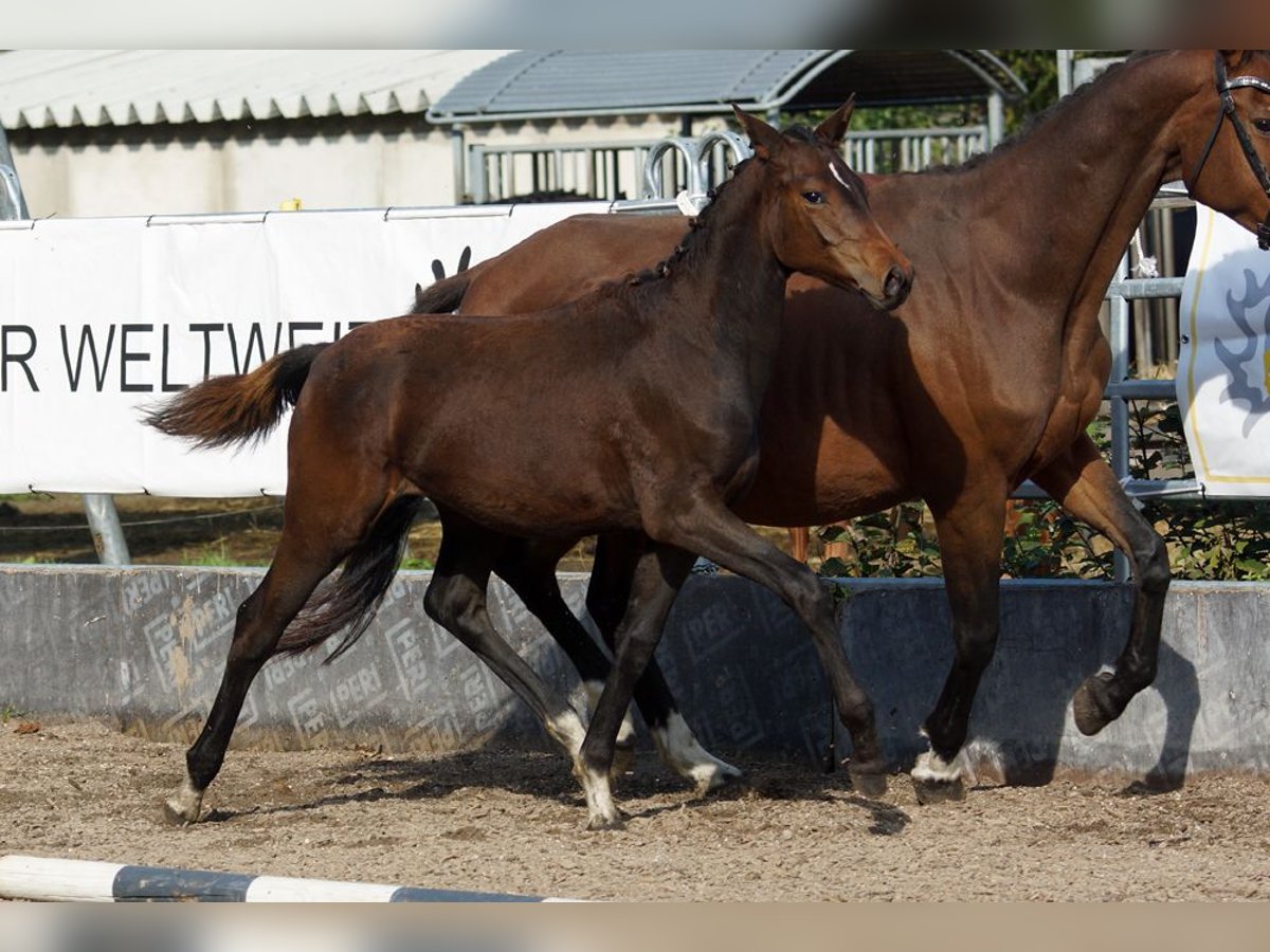 Trakehner Merrie Veulen (04/2025) Donkerbruin in G&#xFC;nzburg