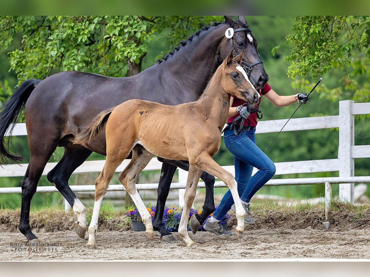 Trakehner Merrie veulen (03/2024) Donkerbruin in Rotthalmünster