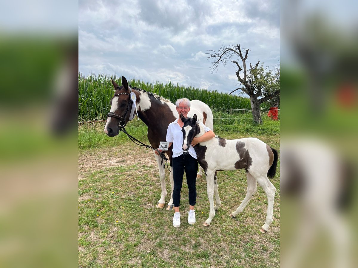 Trakehner Merrie veulen (06/2024) Gevlekt-paard in Oschatz