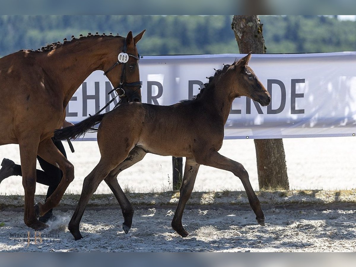 Trakehner Merrie Veulen (04/2025) Zwart in Laubach