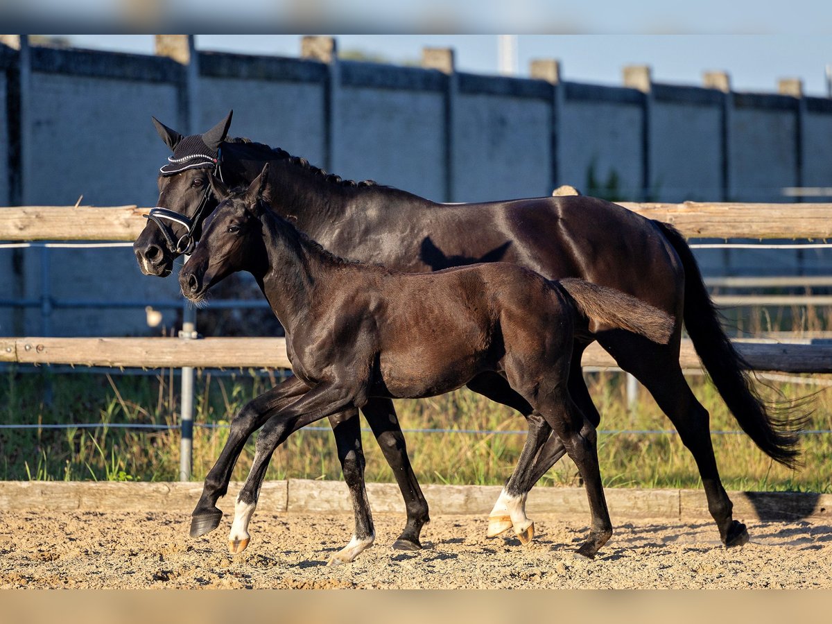 Trakehner Merrie veulen (04/2024) Zwartbruin in Allmannshofen