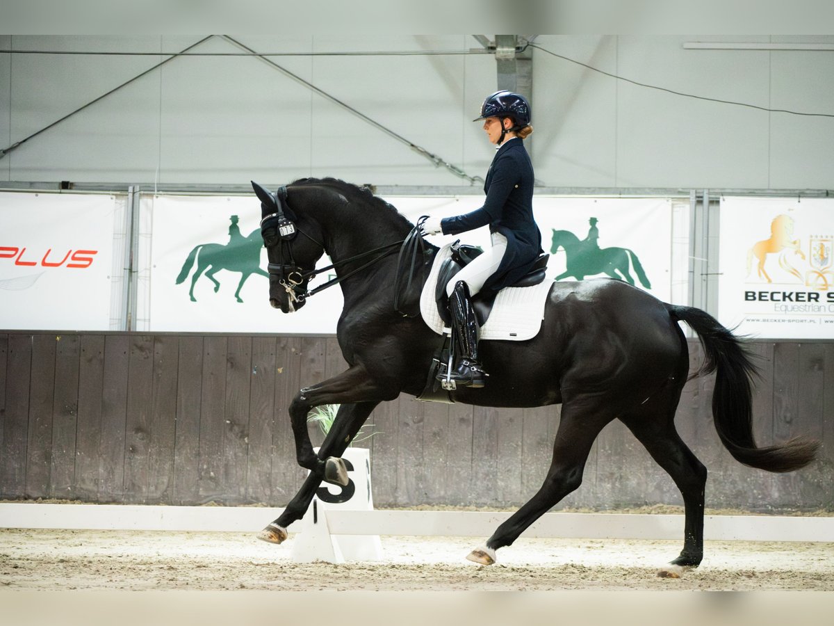Trakehner Ruin 10 Jaar 167 cm Zwart in Puszcza Maria&#x144;ska