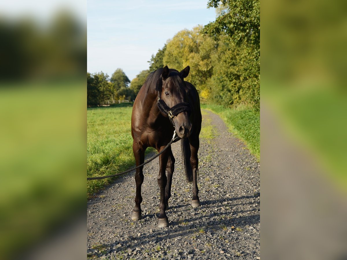 Trakehner Ruin 12 Jaar 168 cm Zwartbruin in Bad Hersfeld