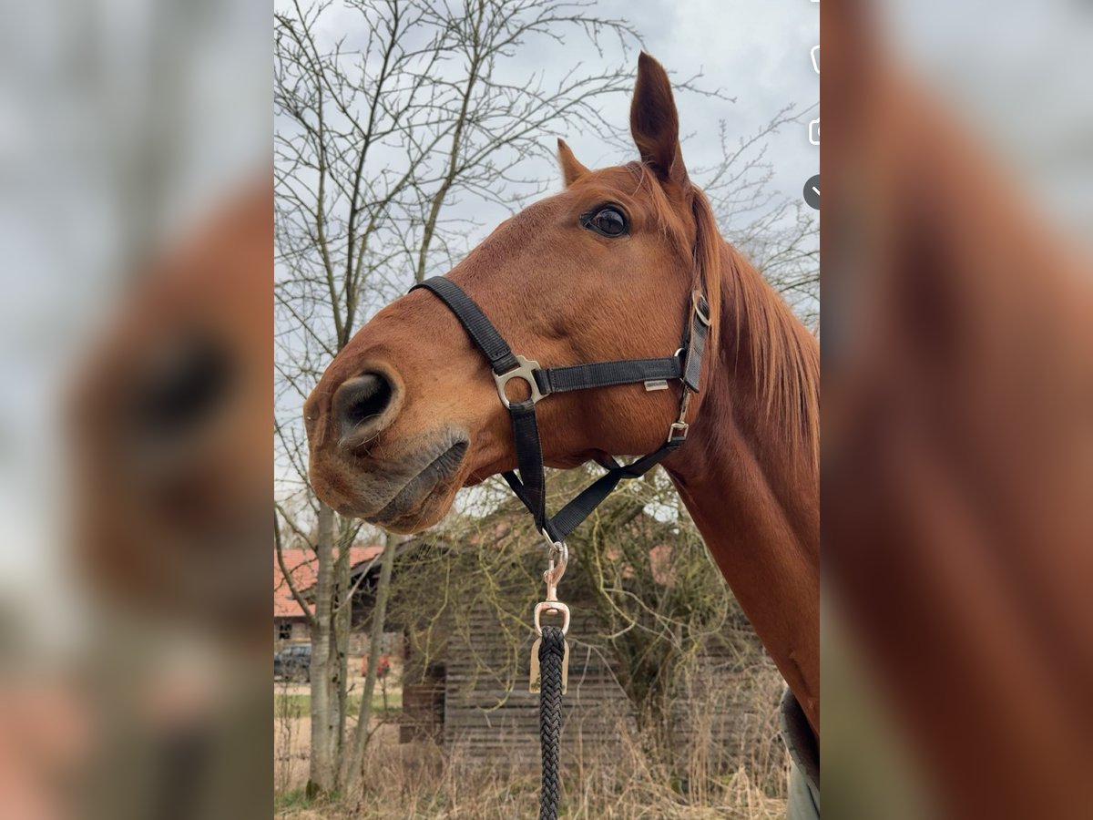 Trakehner Ruin 14 Jaar 165 cm Vos in Gleichen