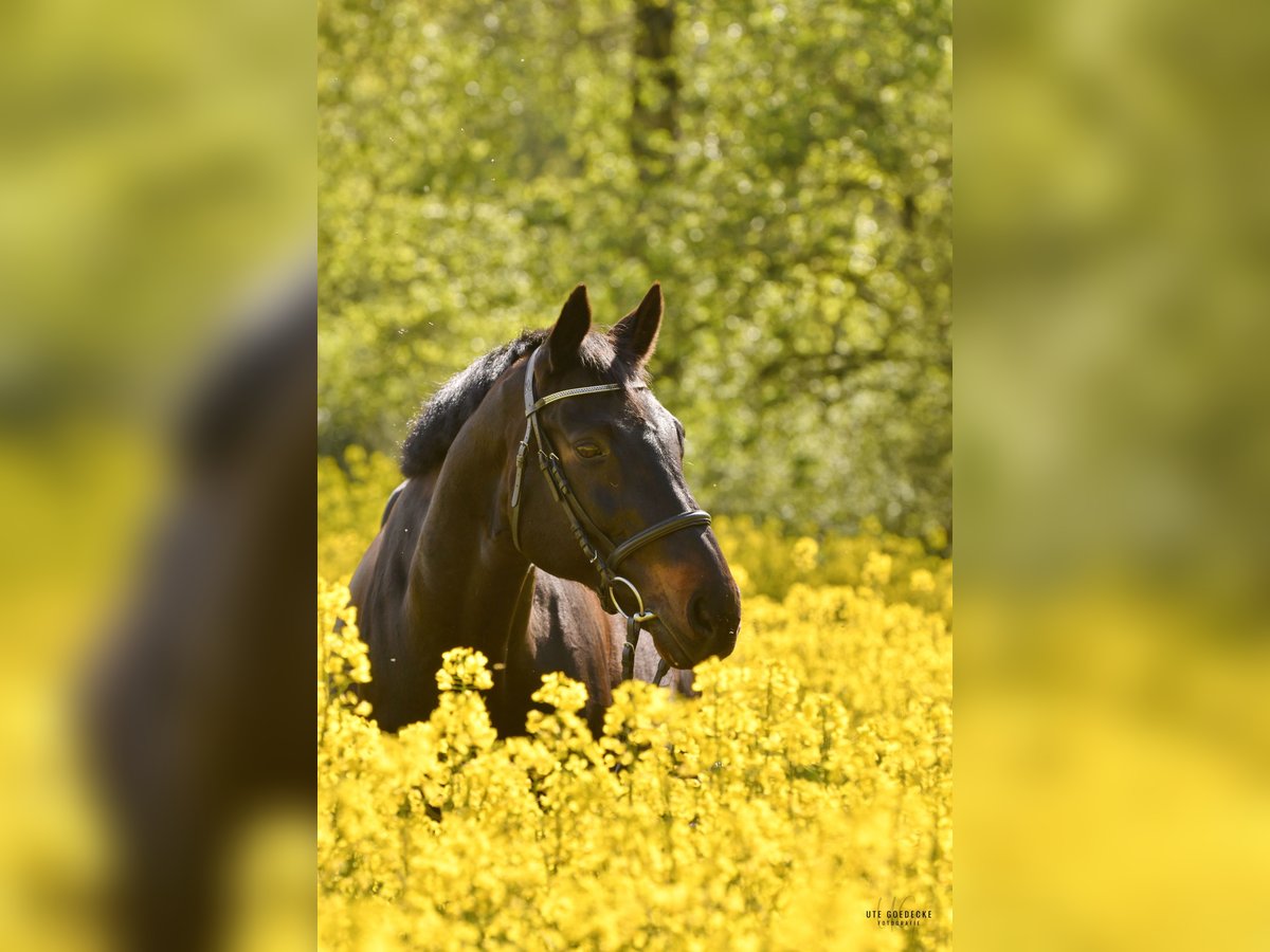 Trakehner Ruin 19 Jaar 163 cm Zwartbruin in Ahrensburg