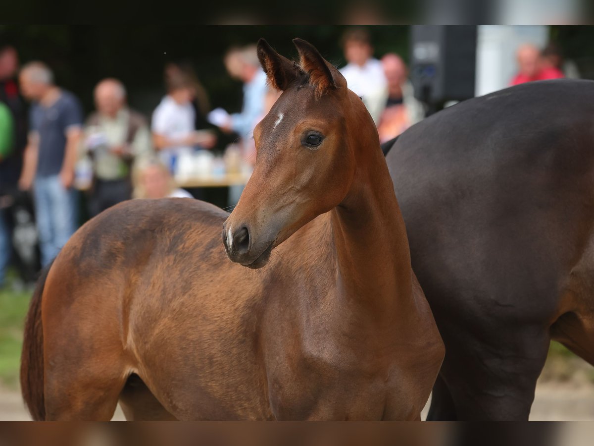 Trakehner Ruin 2 Jaar 168 cm Zwartbruin in Möllenbeck