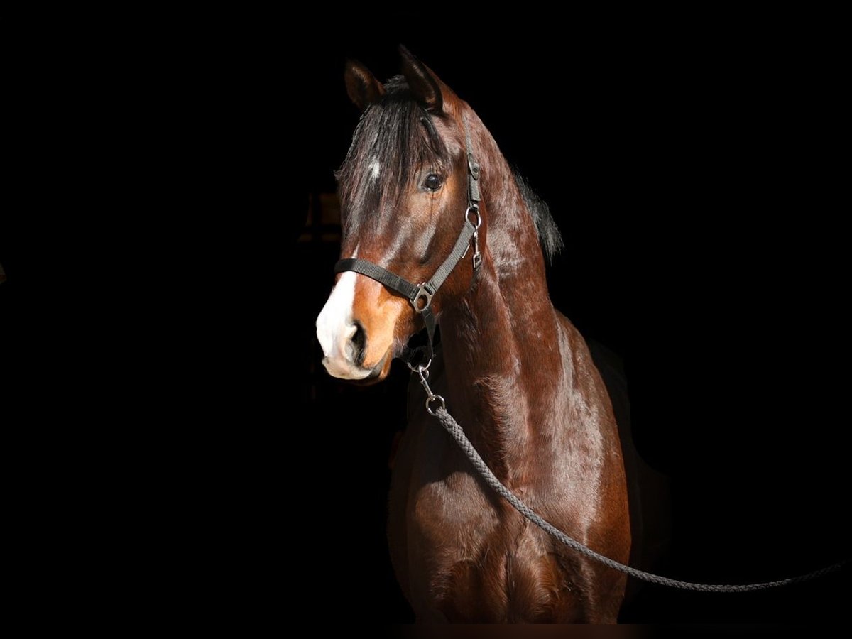 Trakehner Ruin 3 Jaar 164 cm Bruin in Wolfhagen