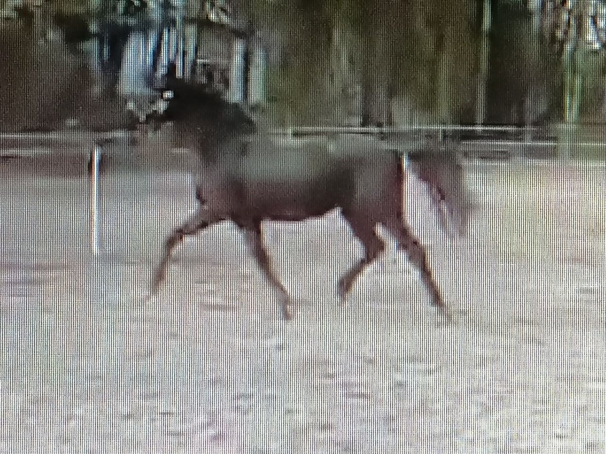 Trakehner Ruin 3 Jaar 165 cm Zwart in Harsefeld