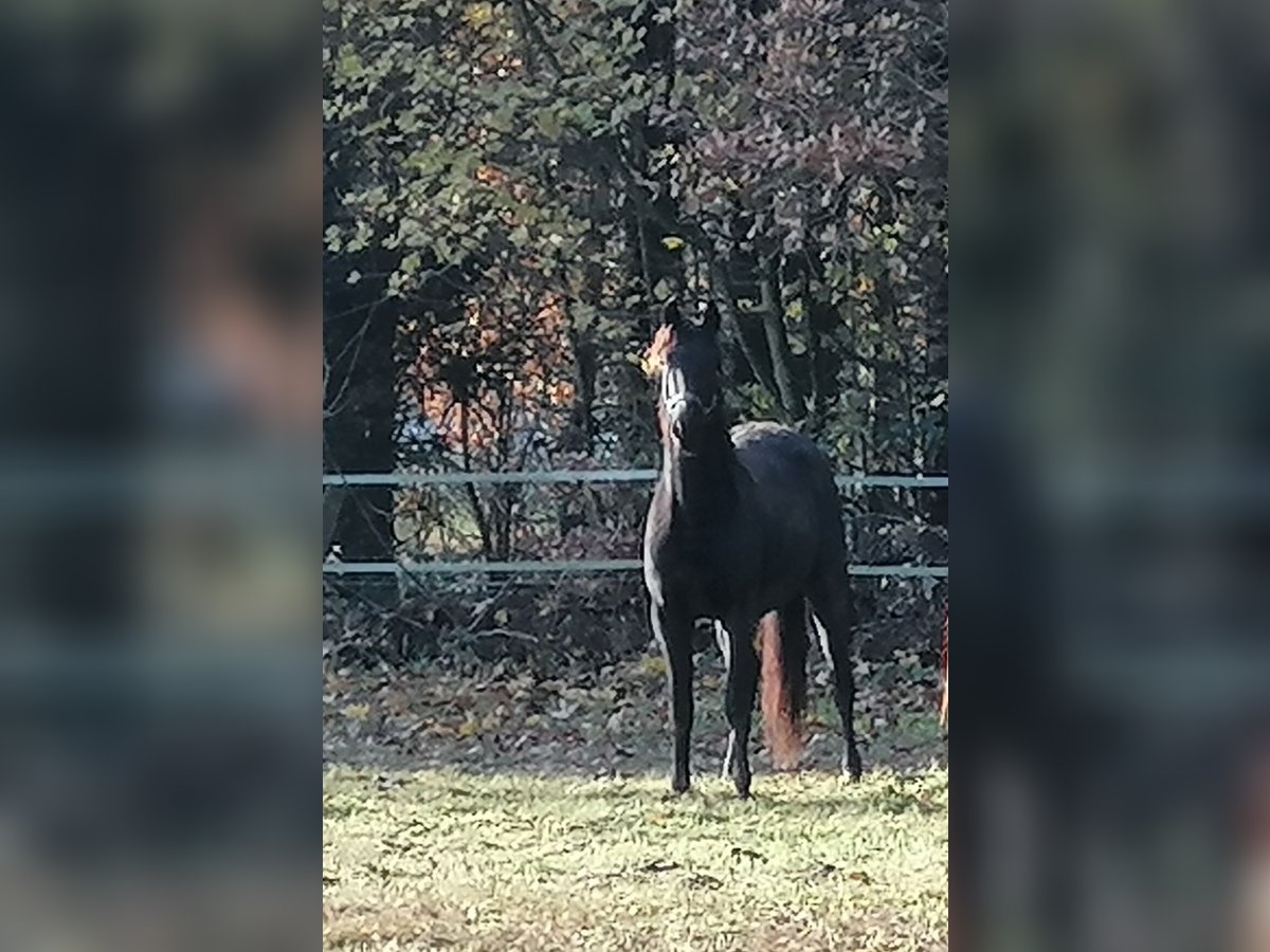 Trakehner Ruin 3 Jaar 169 cm Zwart in Harsefeld