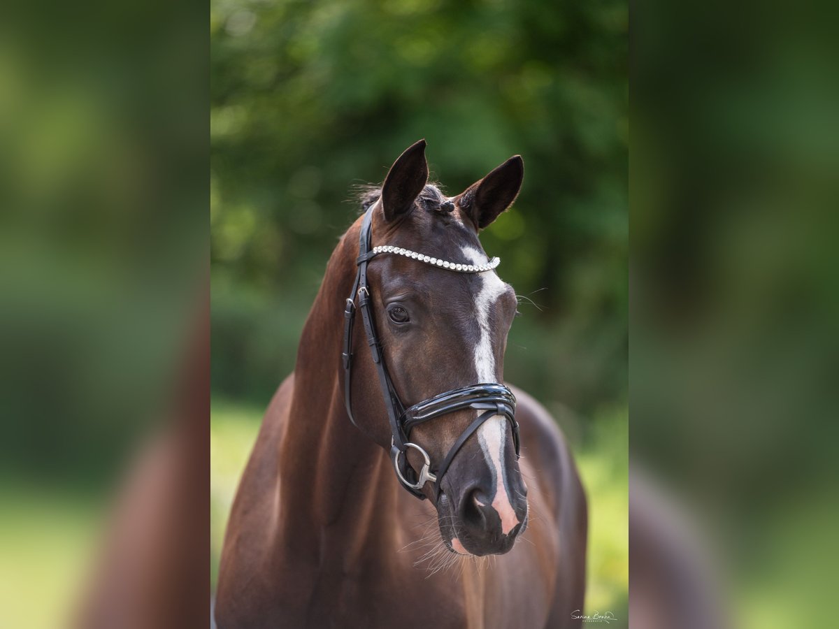 Trakehner Ruin 3 Jaar 169 cm Zwartbruin in Panker