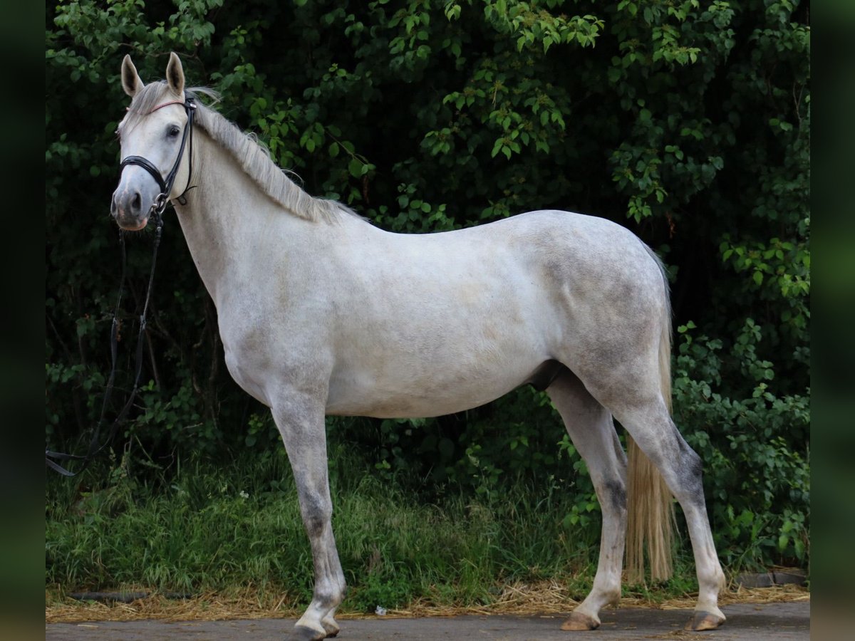 Trakehner Ruin 4 Jaar 154 cm Schimmel in Wartenberg