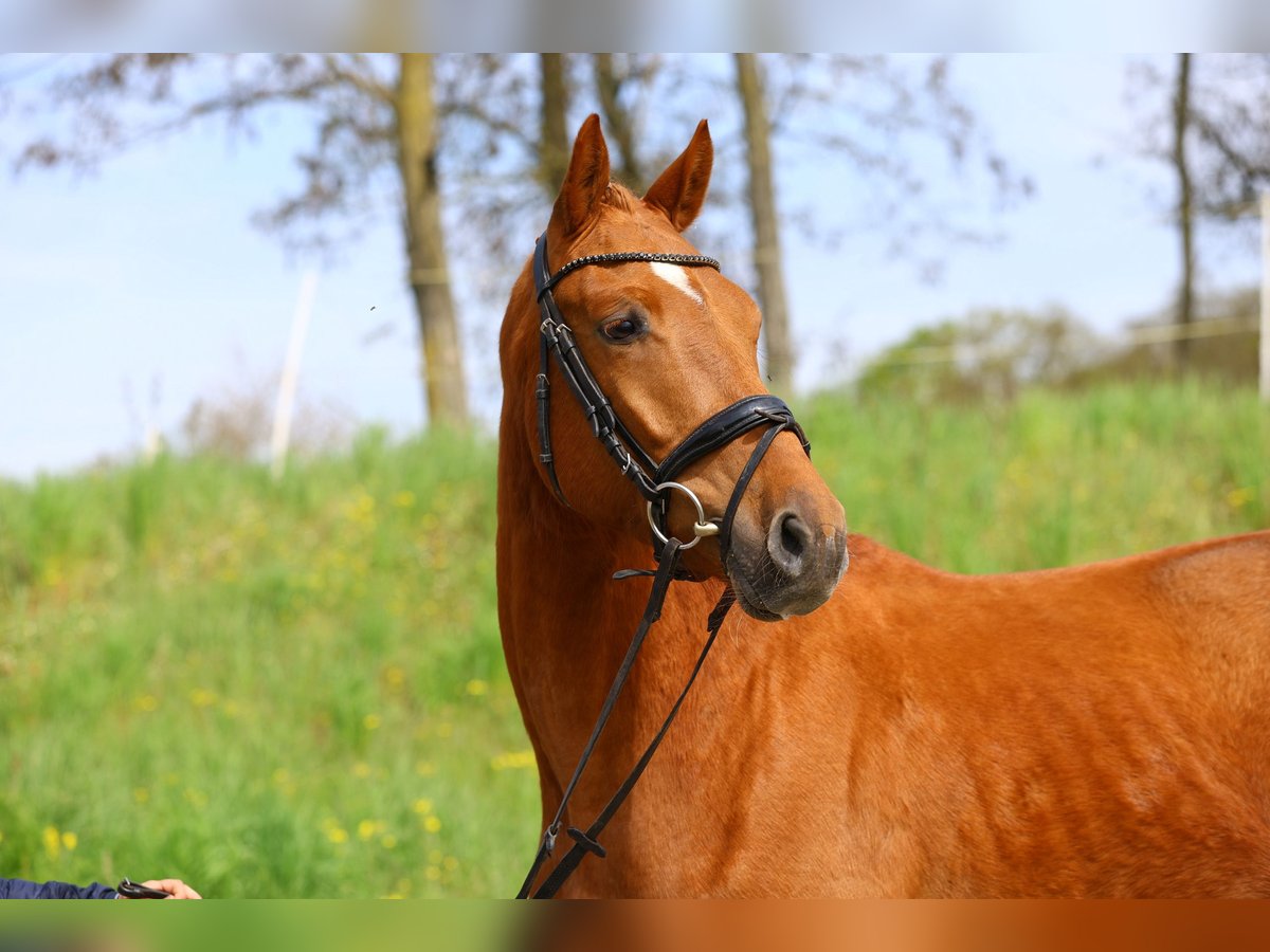 Trakehner Ruin 4 Jaar 163 cm Vos in Wust