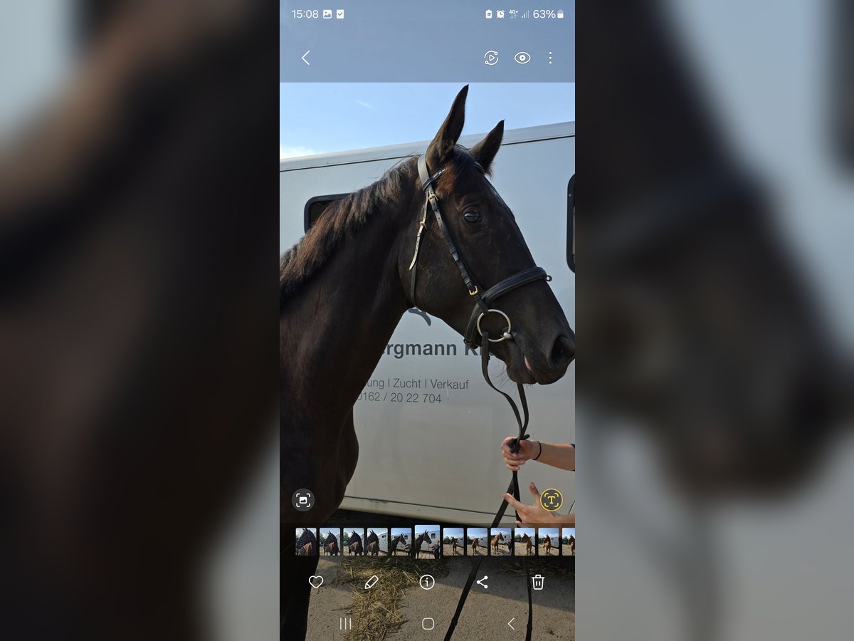 Trakehner Ruin 4 Jaar 167 cm Zwart in Sperenberg