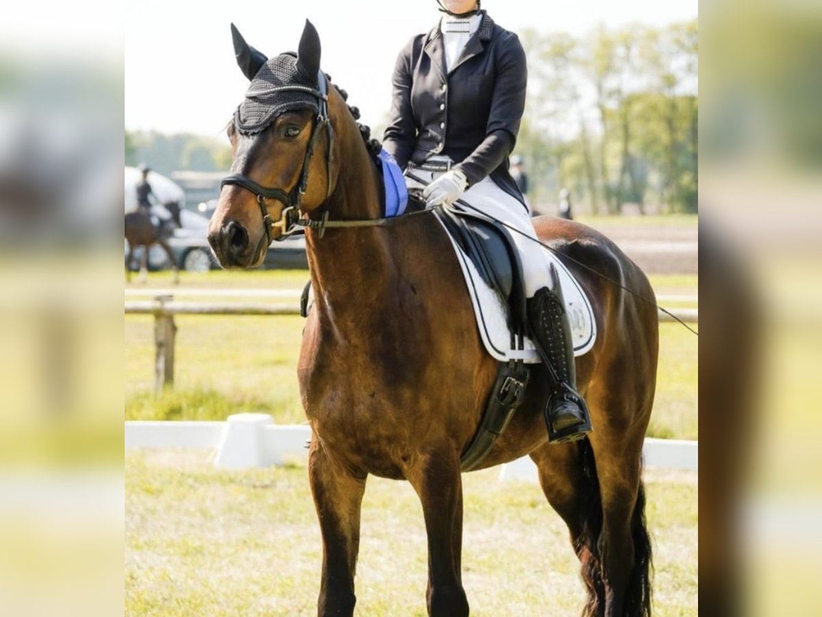 Trakehner Ruin 4 Jaar 170 cm Bruin in Oyten Trakehner Ruin 4 Jaar 170 cm Bruin in Oyten