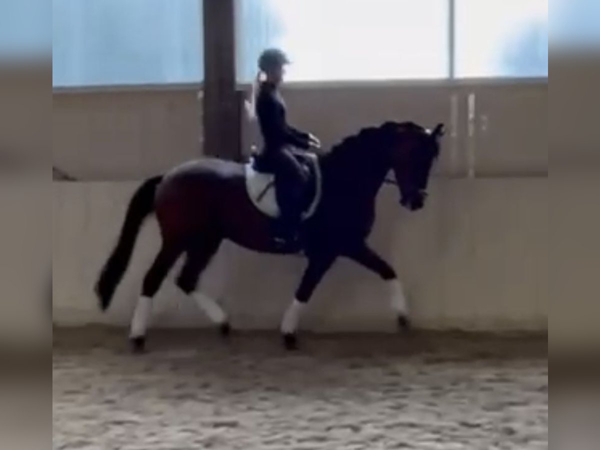 Trakehner Ruin 5 Jaar 167 cm Bruin in Gundelfingen