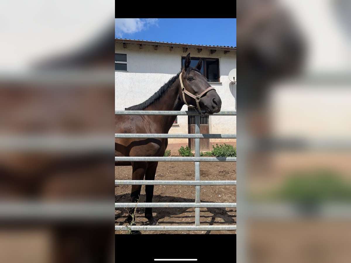 Trakehner Ruin 5 Jaar 168 cm Zwart in Weimar