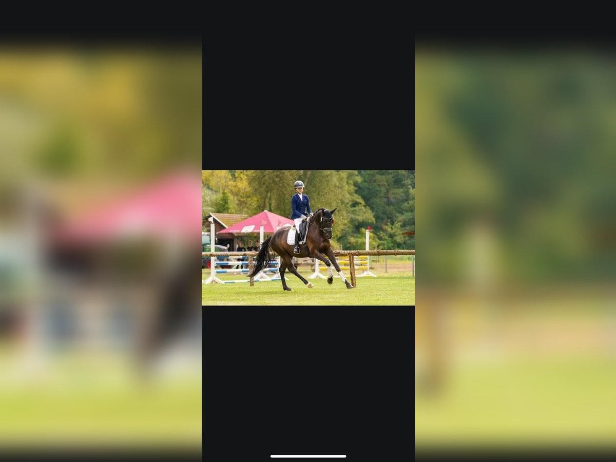 Trakehner Ruin 6 Jaar 170 cm Zwartbruin in Herborn