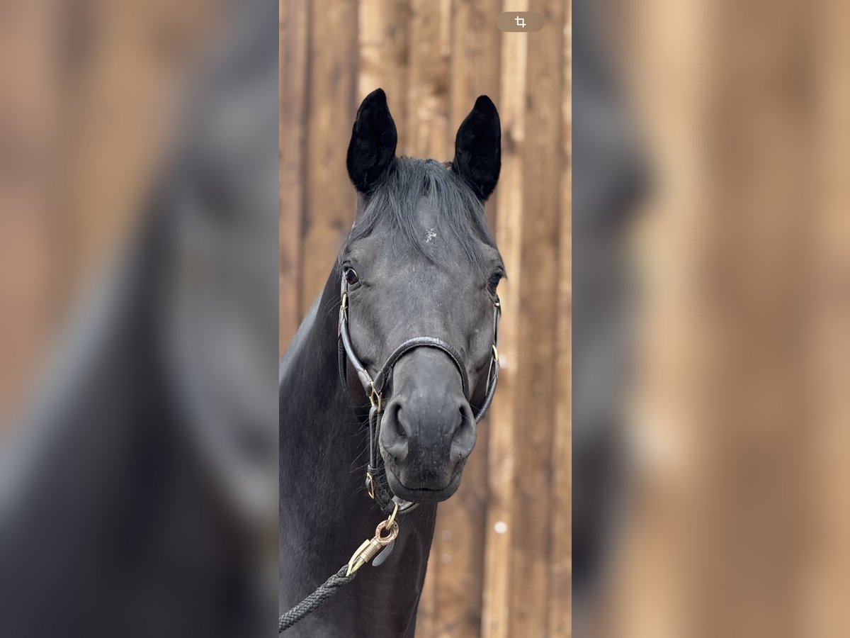 Trakehner Ruin 7 Jaar 169 cm Zwart in Sauerlach