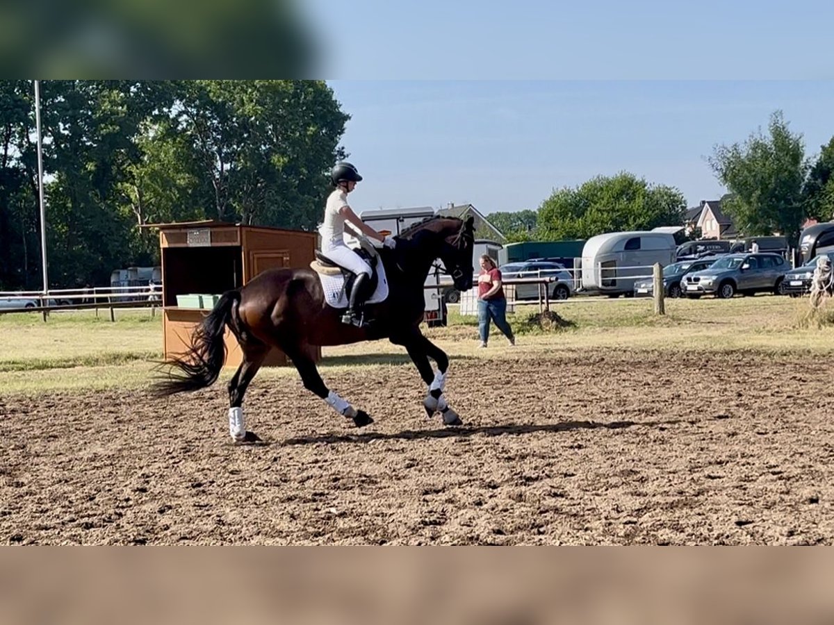 Trakehner Ruin 7 Jaar 178 cm Bruin in Freren