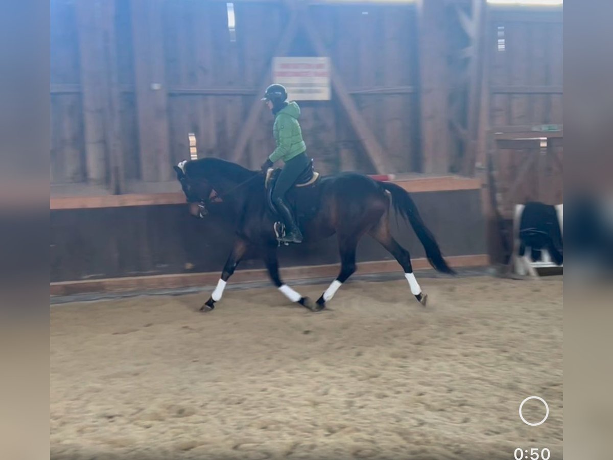 Trakehner Ruin 8 Jaar 168 cm Donkerbruin in linz