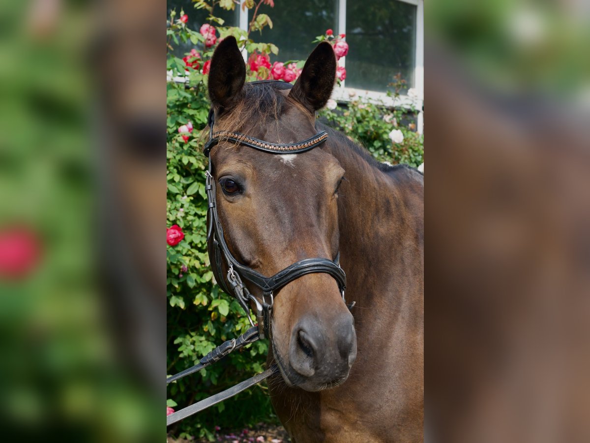 Trakehner Ruin 9 Jaar 168 cm Donkerbruin in Rantzau