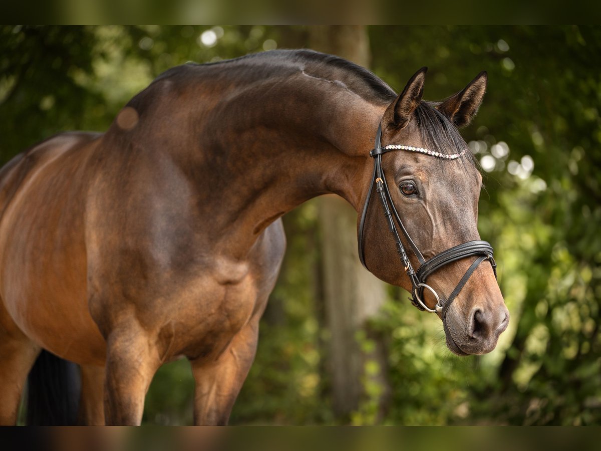 Trakehner Ruin 9 Jaar 172 cm Bruin in Dahlenburg